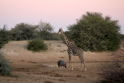 NAMIBIAN WILDLIFE
